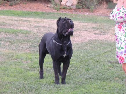 Bel monte cane sales corso